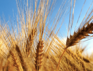 Grano duro quali sono le varietà più produttive