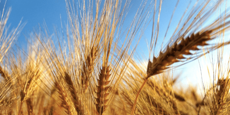 Grano duro quali sono le varietà più produttive