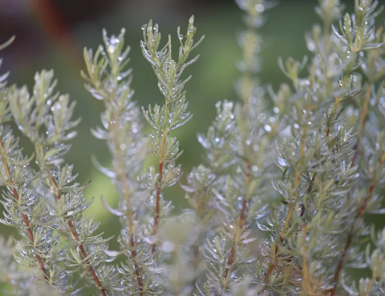 Scopri i benefici del rosmarino per la cura del corpo e della persona