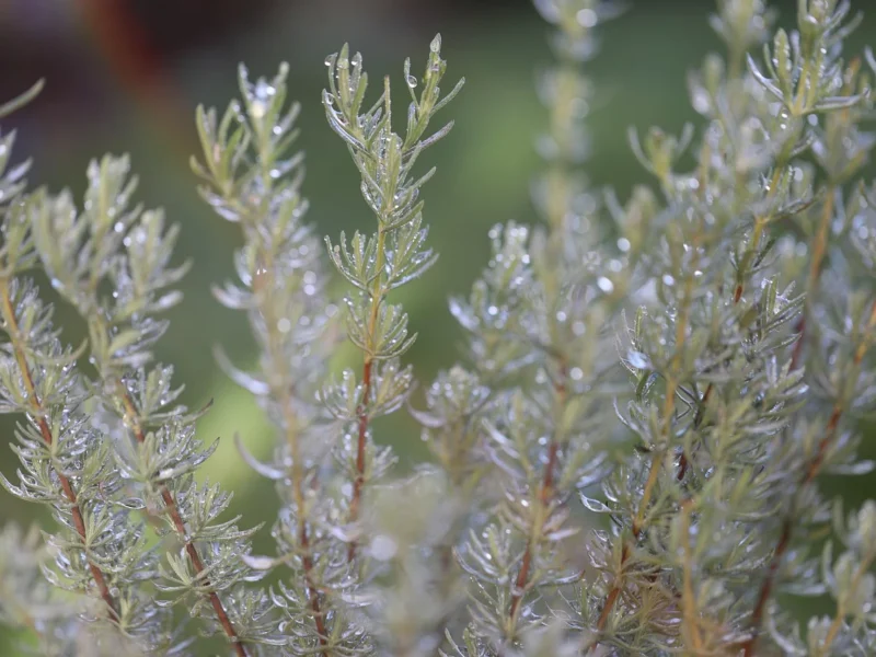 Scopri i benefici del rosmarino per la cura del corpo e della persona